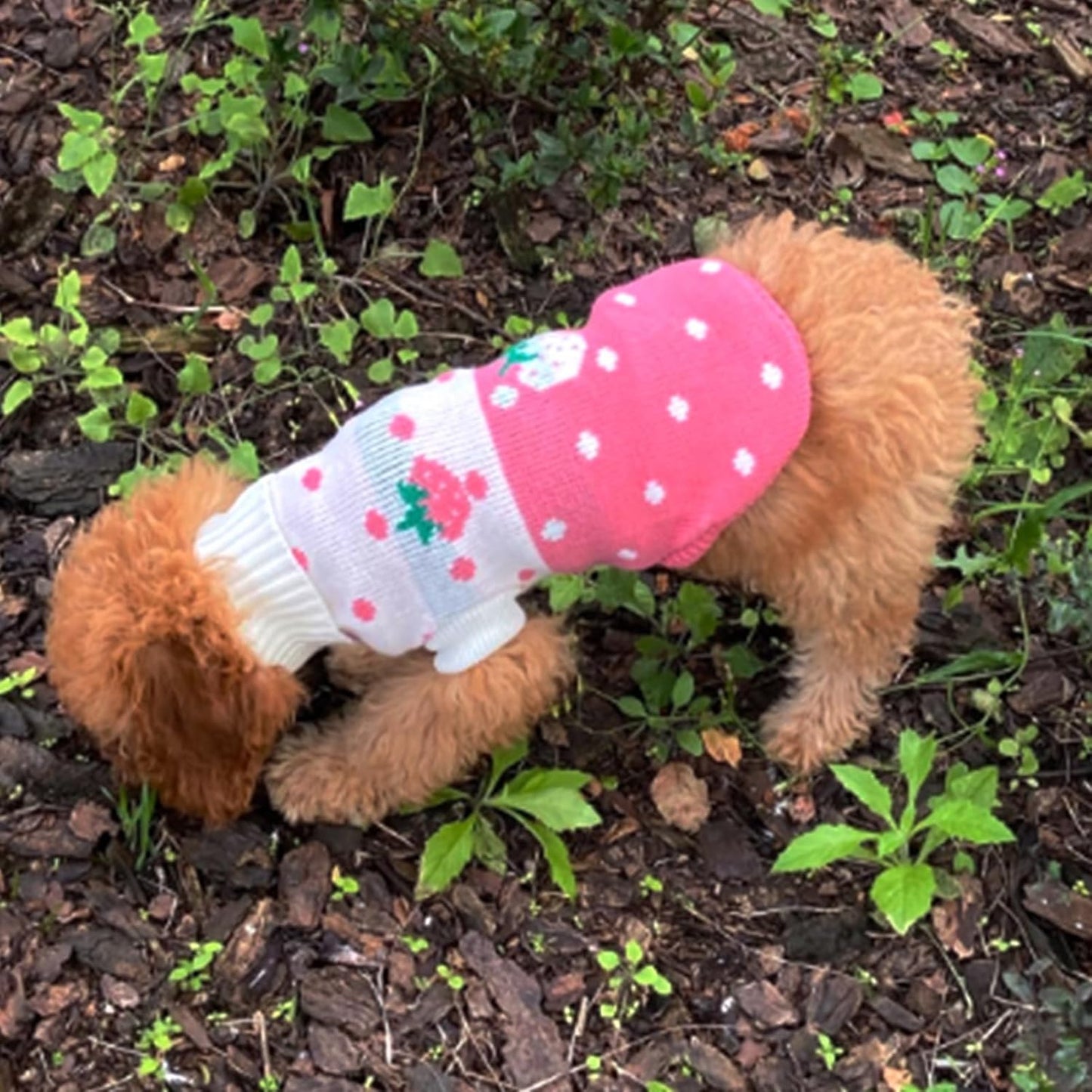 Pet Dog Sweaters Classic Knitwear Turtleneck Winter Warm Puppy Clothing Cute Strawberry and Heart Doggie Sweater